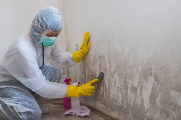 Environmental Consulting for Mold Prevention in Shawneeland, VA